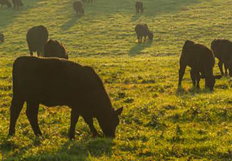 Meat Product Standards